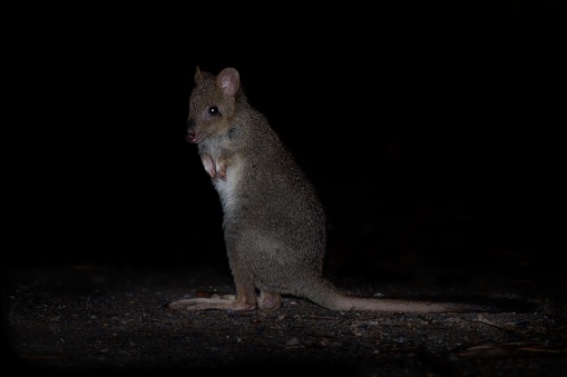 Rats live in the desert in southern Arizon