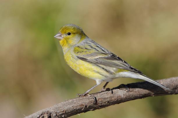 Island Canary - Serinus canaria on the rock in Tenerife, Canary Islands Island Canary - Serinus canaria on the branch in Tenerife, Canary Islands serin stock pictures, royalty-free photos & images