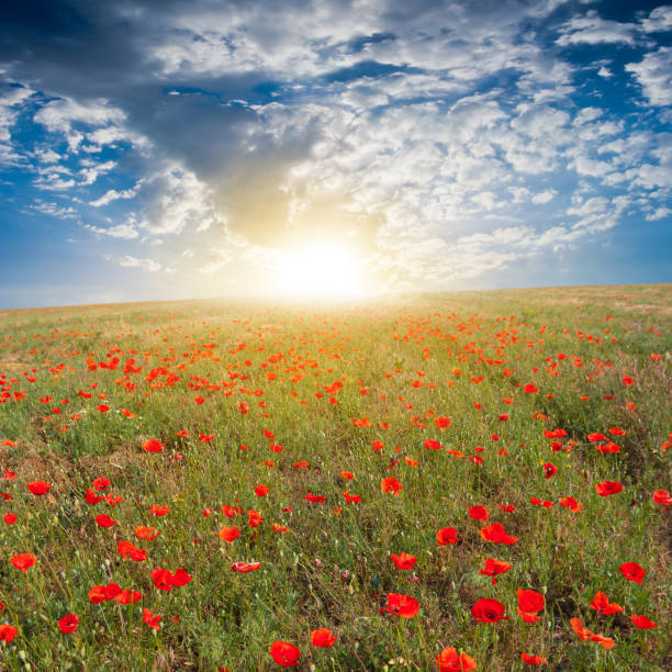 istock red poppy field ar the sunrise 1125852359