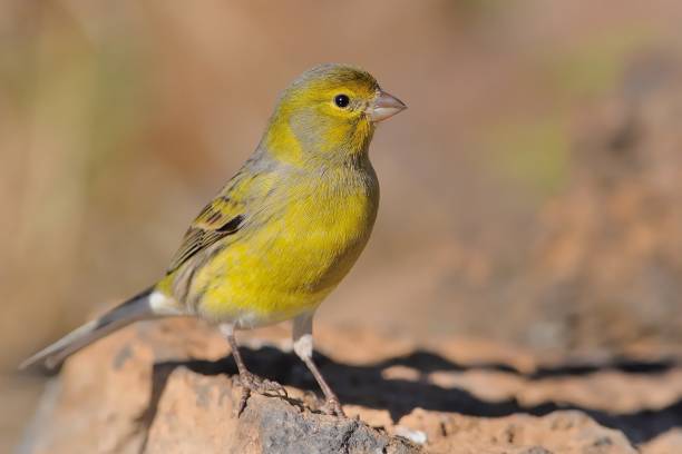 Island Canary - Serinus canaria on the rock in Tenerife, Canary Islands Island Canary - Serinus canaria on the rock in Tenerife, Canary Islands serin stock pictures, royalty-free photos & images