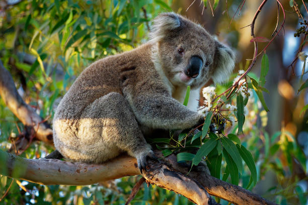 istock Koala - Phascolarctos cinereus on the tree in Australia 1125852393