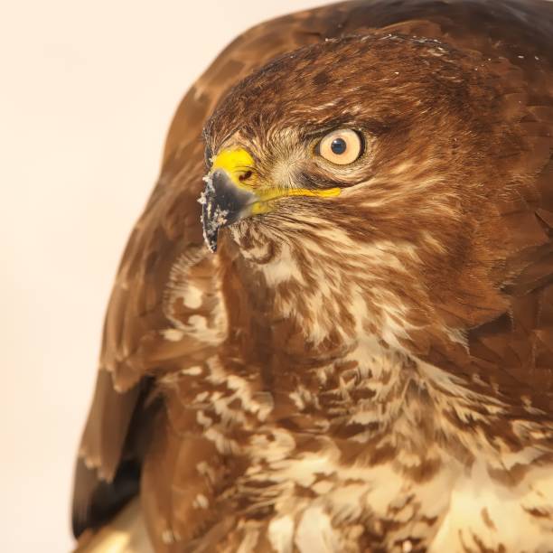 istock Common Buzzard - Buteo buteo flying over the snow-covered lanscape 1125852395