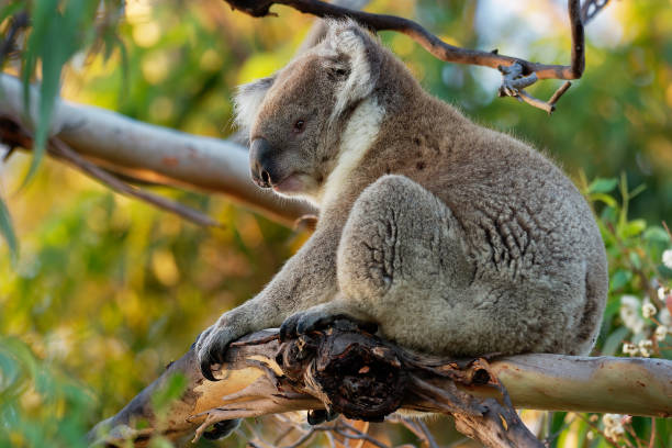 istock Koala - Phascolarctos cinereus on the tree in Australia 1125852432