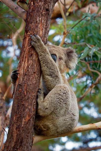 istock Koala - Phascolarctos cinereus on the tree in Australia 1125852434