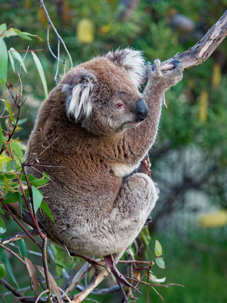 istock Koala - Phascolarctos cinereus on the tree in Australia 1125852440