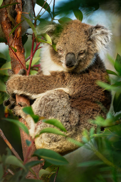 istock Koala - Phascolarctos cinereus on the tree in Australia 1125852511