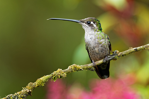 Talamanca (Admirable) Hummingbird - Eugenes spectabilis is large hummingbird living in Costa Rica and Panama.