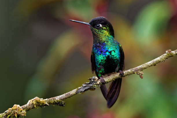 istock Fiery-throated Hummingbird - Panterpe insignis medium-sized hummingbird 1125852563