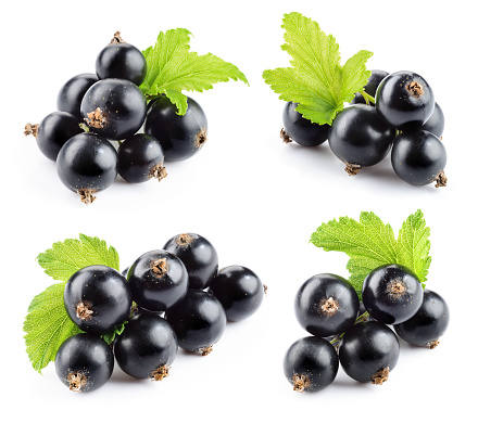 Currant black isolated. Black currant with leaf on white. Collection.