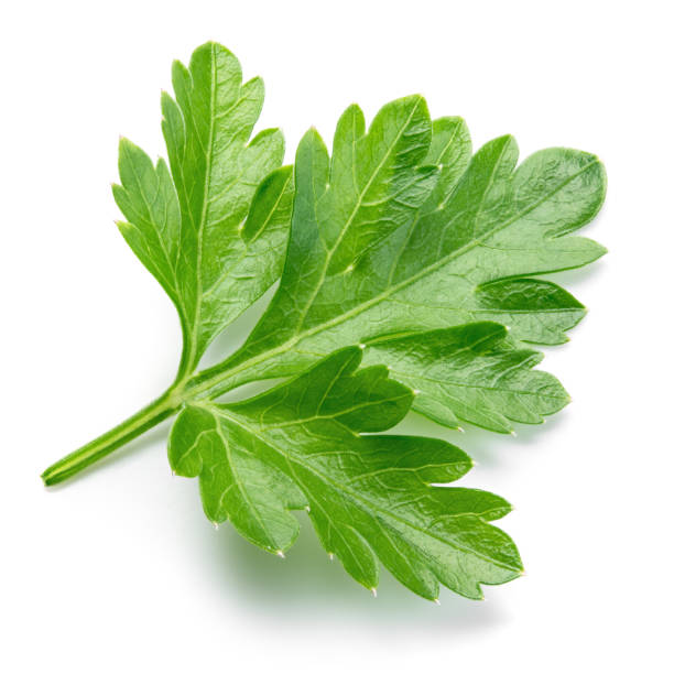 istock Parsley isolated. Parsley leaf on white. Full depth of field. 1125854220