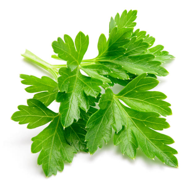 istock Parsley. Parsley isolated. 1125854233