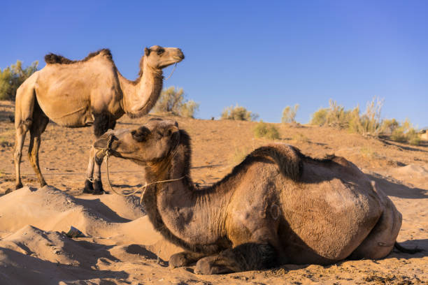 istock Sun rising reflection of two camels while they are getting awake on red sand in Kyzykum desert, Uzbekistan 1125854800