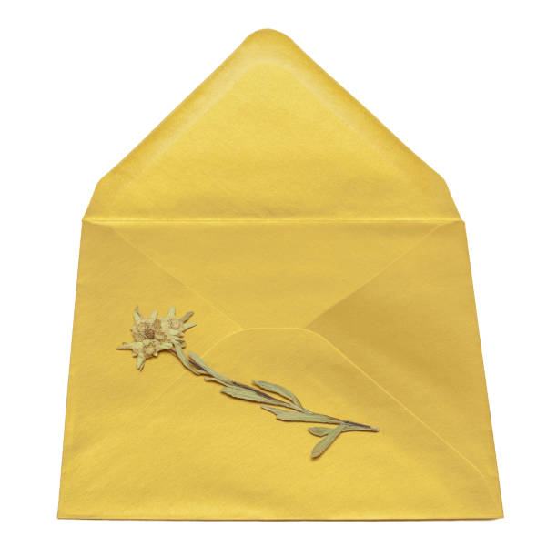 istock Dried edelweiss on golden envelope isolated on white background 1125855258