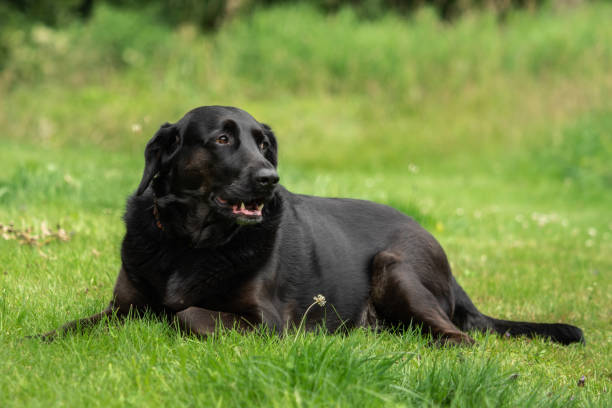 istock A black Labrador retriever out in the meadow 1125855285