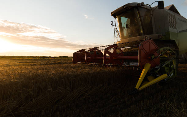istock Harvesting of wheat fields with combine 1125855292