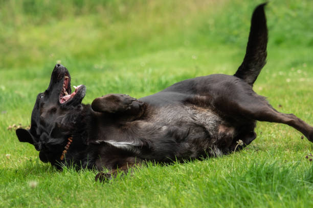istock A black Labrador retriever out in the meadow 1125855319