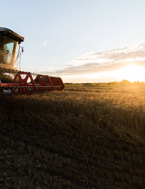 istock Harvesting of wheat fields with combine 1125855336