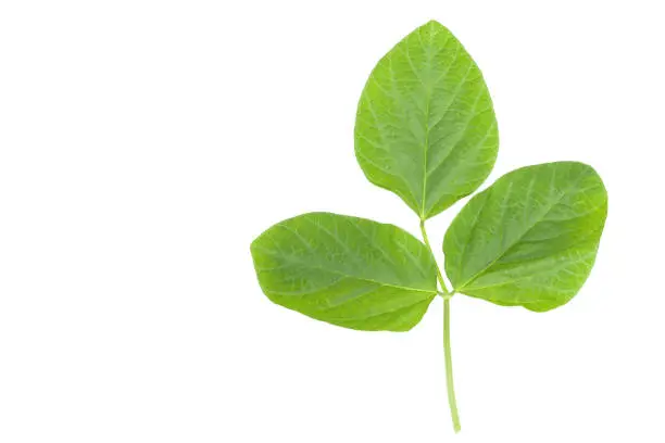 fresh Soya bean green leaf closeup isolated on white background