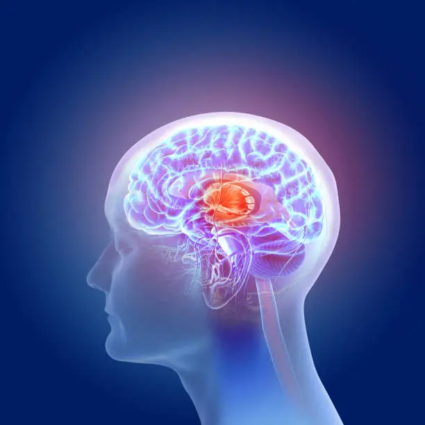 Photo of 3d illustration of the human brain anatomy