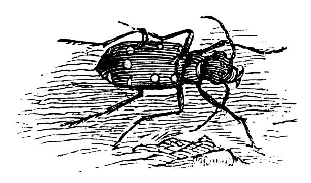 cicindela, 俗稱普通老虎甲蟲 - 班蝥 幅插畫檔、美工圖案、卡通及圖標