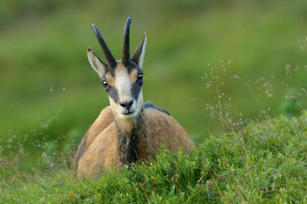 istock Chamois - Rupicapra rupicapra on the mountain meadow 1125856703