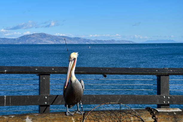 Pelican bird resting on pier railings in front of Atlantic Ocean