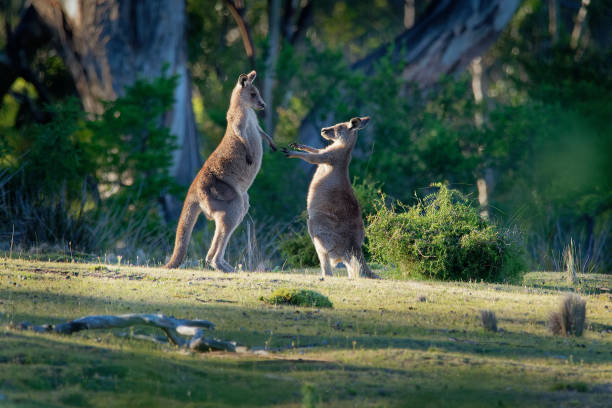 istock Macropus giganteus - Eastern Grey Kangaroo in Tasmania in Australia 1125857010