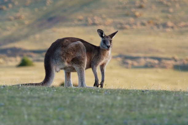 istock Macropus giganteus - Eastern Grey Kangaroo in Tasmania in Australia 1125857015