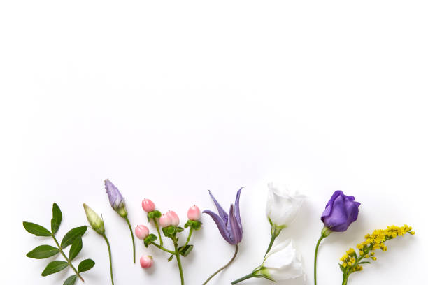 istock Flower background. Various flowers and greenery isolated on a white background viewed from above. Top view. Copy space. 1125857021