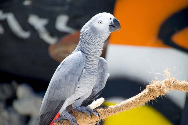 istock The bird tropical a beautiful big parrot 1125857041