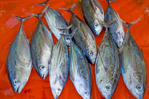 istock fish a tuna fresh on an orange background 1125857757