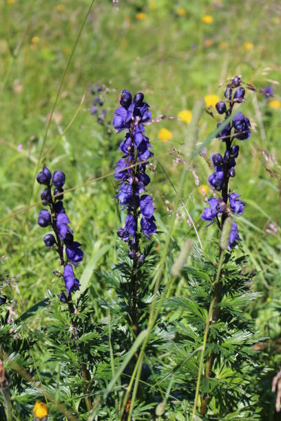 istock Monkshood- Aconitum napellus 1125858033