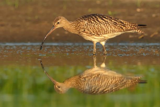 istock Eurasian Curlew - Numenius arquata 1125859416
