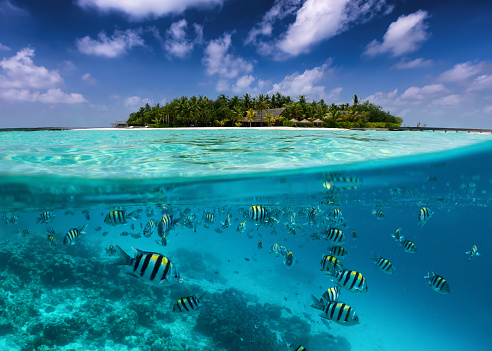 Split view to a tropical island with colorful fish in the turquoise sea, coconut palm trees and deep blue sky in the Maldives islands
