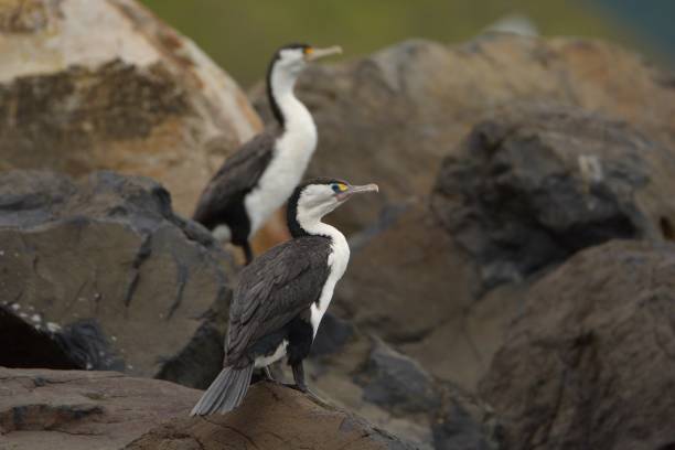 istock Shag Foot - Phalacrocorax varius - karuhiruhi 1125859439