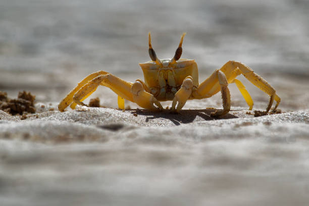 istock Crab - Ocypode cursor with his environment in Boa Vista, Cape Verde 1125859495