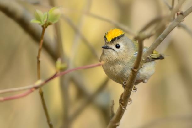 istock Goldcrest - Regulus regulus sitting on the branch 1125859524