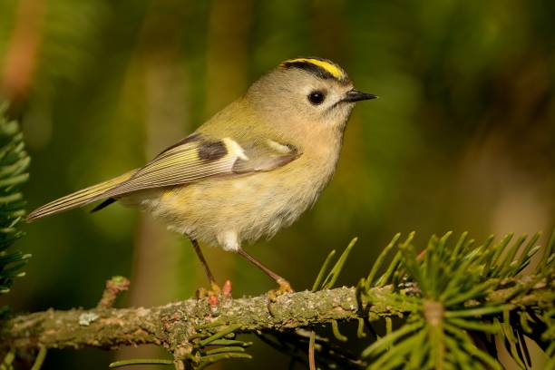 istock Goldcrest - Regulus regulus sitting on the branch 1125859593