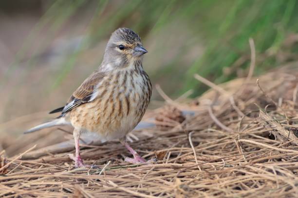 istock Eurasian Linnet - Carduelis cannabina 1125859762