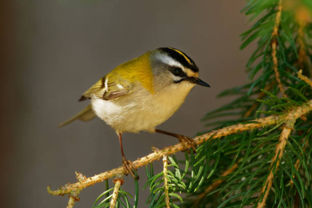 istock Firecrest - Regulus ignicapilla with the yellow crest in the forest 1125859792