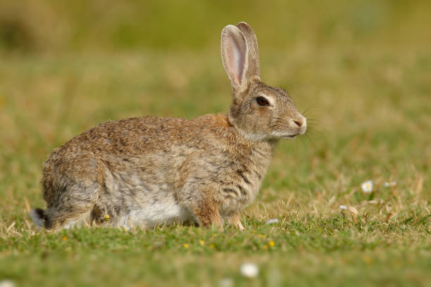 istock European Rabbit - Oryctolagus cuniculus eating on the grass 1125859807
