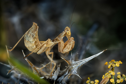 Grasshopper staring at your body