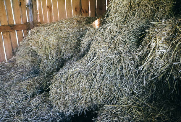 istock Dry straw background texture. Ecological rustic material. Sheaf in the barn. 1125860215