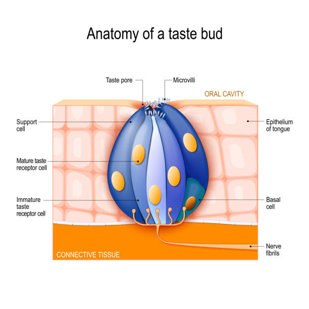 Taste bud. Mature and Immature taste Receptor, Support and Basal Cells, Epithelium Of tongue. Taste bud. Mature and Immature taste Receptor, Support and Basal Cells, Epithelium Of tongue. Human Anatomy. Vector diagram for educational, biological, science and medical use epithelium stock illustrations