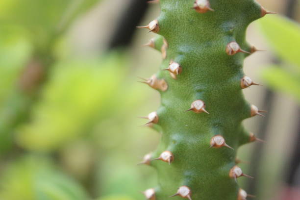 istock Crown of Thorns Stem 1125861787