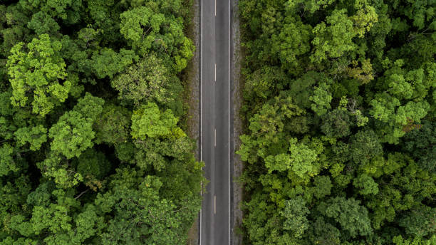 istock Road through the green forest, aerial view road going through forest. 1125863158