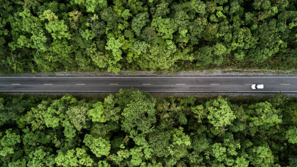 road through the green forest, aerial view road going through forest. - lonely tree fotos imagens e fotografias de stock