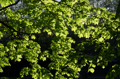 Many young green maple leaves on the branches illuminated by the sun in the spring