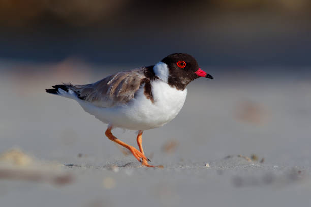 istock Hooded Plover - Thinornis cucullatus small shorebird - wader 1125864066