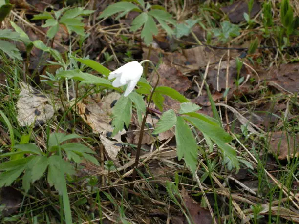 Very sad when you are alone, like this wild white flower bell